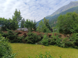 Photo de galerie - élagage d'une haie de sapin