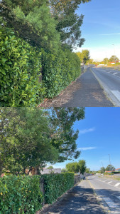 Photo de galerie - Rabattage Laurier 