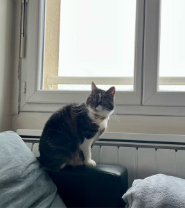 Photo de galerie - Garde de chat et chien 