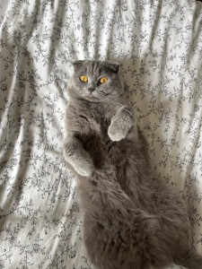 Photo de galerie - Garde chat