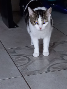 Photo de galerie - Garde chat