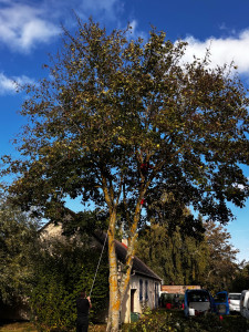 Photo de galerie - Élagage 