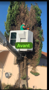 Photo de galerie - Elagage et coupe d'arbres