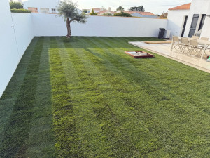 Photo de galerie - Préparation des sols , plantations d’un Olivier et pose d’un gazon de plaquage 
