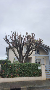 Photo de galerie - élagage 