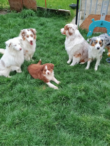 Photo de galerie - Garde animaux