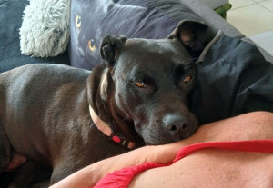 Photo de galerie - Garde chien