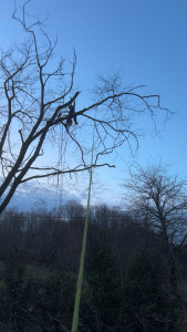 Photo de galerie - élaguer un arbre 