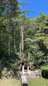 Photo de galerie - Démontage d’un pin