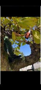 Photo de galerie - élagage 