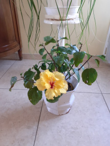 Photo de galerie - Jardinier