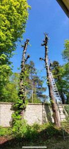 Photo de galerie - Elagage et coupe d'arbres