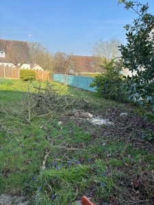 Photo de galerie - Elagage et coupe d'arbres