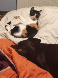 Photo de galerie - Petite sieste 
