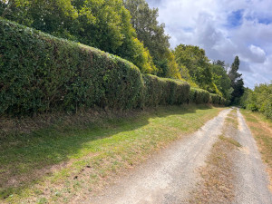 Photo de galerie - Taille de haie 