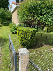 Photo de galerie - Taille de haies et d’arbustes  