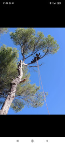 Photo de galerie - Elagage et coupe d'arbres