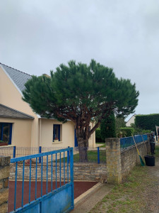 Photo de galerie - Taille d éclaircie et remonter de couronne sur un pin parasol