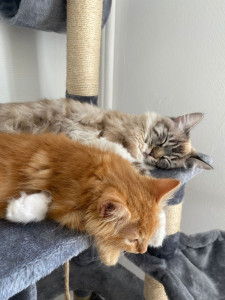 Photo de galerie - Deux des chats de la maison en pleine sieste