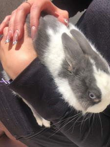 Photo de galerie - Garde animaux