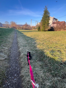 Photo de galerie - Voici une des chiennes que je garde très régulièrement !! 