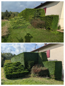 Photo de galerie - Taille de haie chez un client avec évacuation des déchets verts.