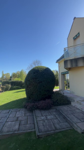 Photo de galerie - Taille en boule  d'un buis Apres