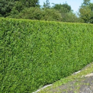 Photo de galerie - Bonjour, vous pouvez faire appel à mes services pour tailler vos haies. J’ai assez d’expérience pour faire un rendu professionnel et je suis équipé donc n’hésitez pas.