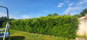Photo de galerie - Taille de haie