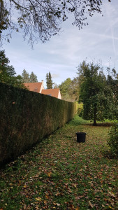 Photo de galerie - Taille de haies et d'arbustes