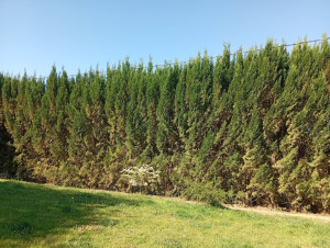 Photo de galerie - Taille de cyprès pour libérer les câbles Enedis 