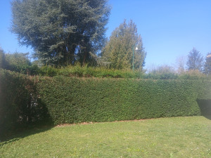 Photo de galerie - Taille et rabattage de hie 