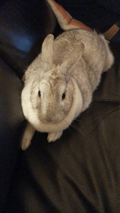 Photo de galerie - Brossage, changement des litières