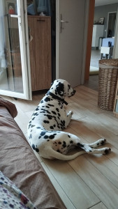 Photo de galerie - Stan en pleine réflexion 