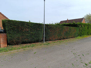 Photo de galerie - Taille de haies et d'arbustes