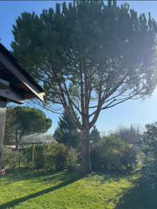 Photo de galerie - Elagage et coupe d'arbres