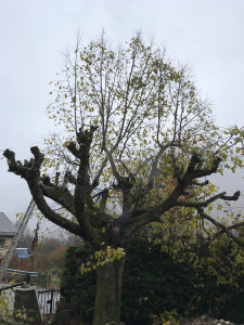 Photo de galerie - Elagage et coupe d'arbres