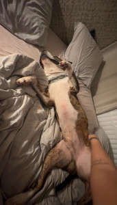 Photo de galerie - Garde de chien 