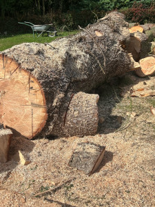 Photo de galerie - Coupe du sapin largeur du tron 90cm , plus évacuation