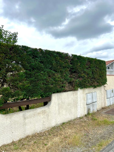 Photo de galerie - Taille de haie 