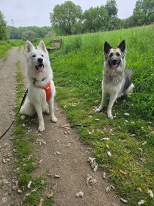 Photo de galerie - Garde chien