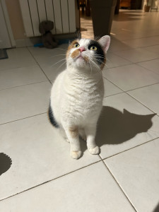 Photo de galerie - Garde chat