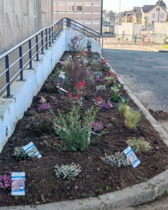 Photo de galerie - Massif réalisé par mes soins 