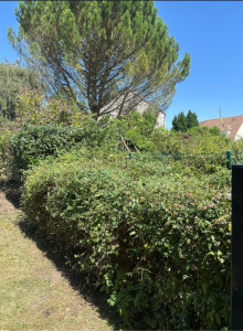 Photo de galerie - Voir photo avant et après taille de haie et rabattage