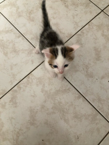 Photo de galerie - Voici Rocky, un petit chaton que nous avons durant un week-end. 