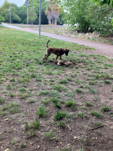Photo de galerie - J ai baladé ces deux chiens au parc à chien à côté de l école de danse à Marseille 