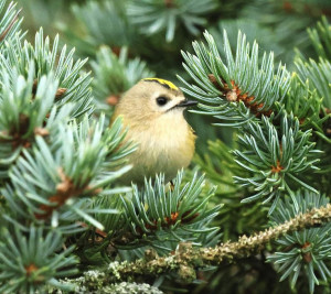 Photo de galerie - Compiègne 