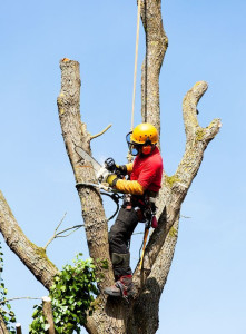 Photo de galerie - Abattage d'arbres 
