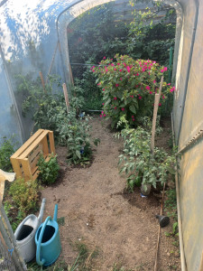 Photo de galerie - Arrosage et entretien d'un potager réalisée 