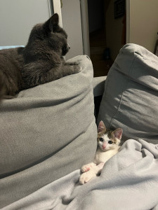 Photo de galerie - Les chats sont une grande passion 